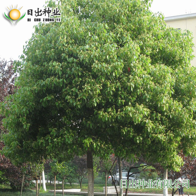 细叶樟树图片大全,樟树图片叶子图片大全,樟树图片大全大图(第15页)_大山谷图库