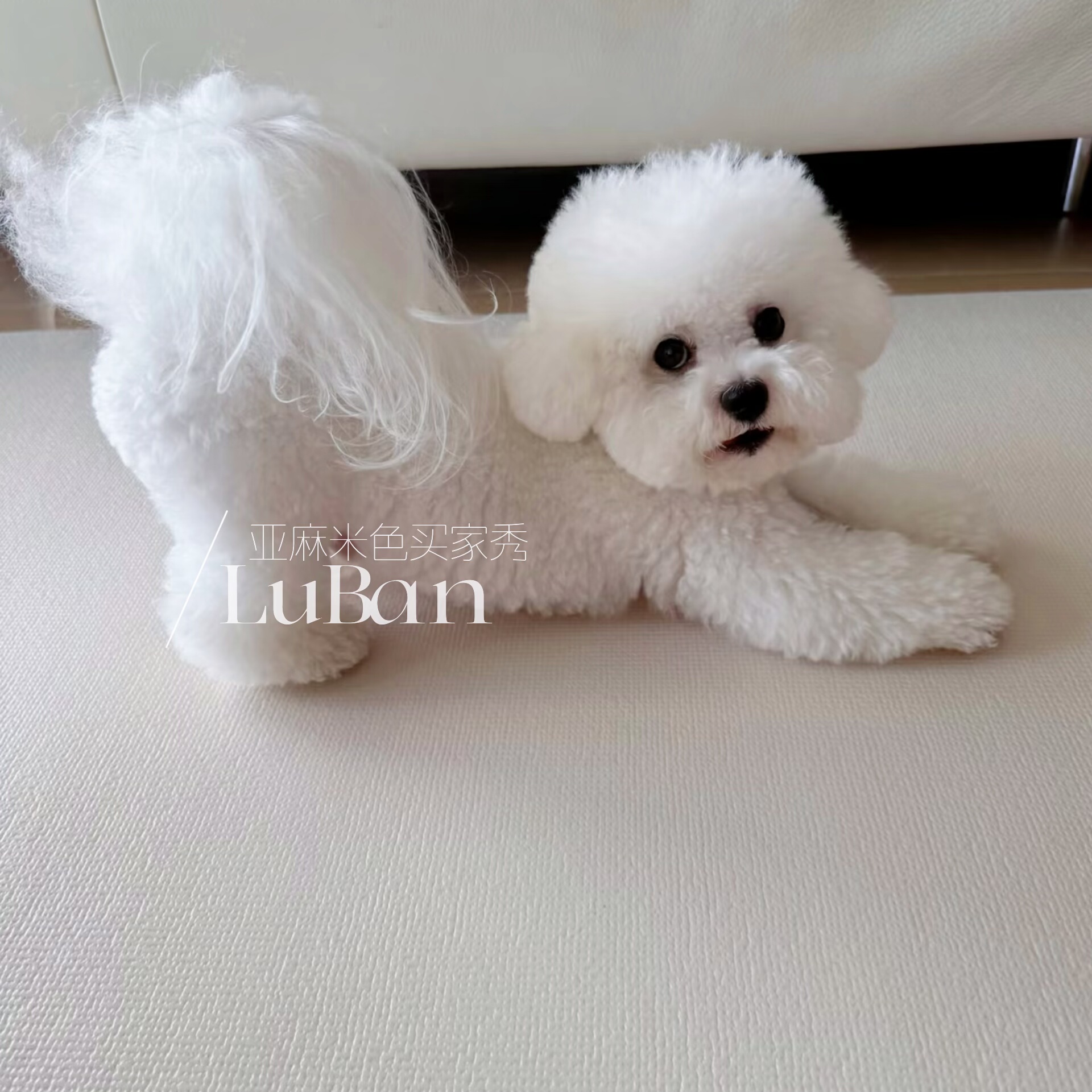 【宠物防滑垫】韩国进口pupping保护髌骨地垫加厚防水防尿好打理,淘宝优惠券,粉丝福利购,淘宝优惠卷