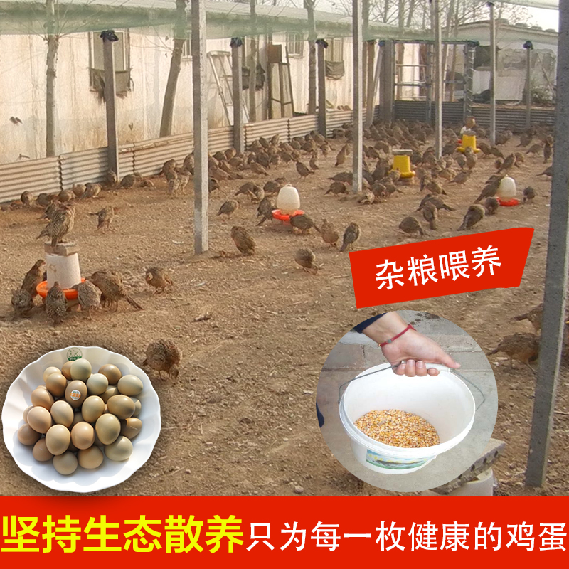 野鸡蛋 七彩山鸡蛋新鲜 野金鸡蛋 绿乌鸡蛋农家散养土鸡蛋 山鸡蛋