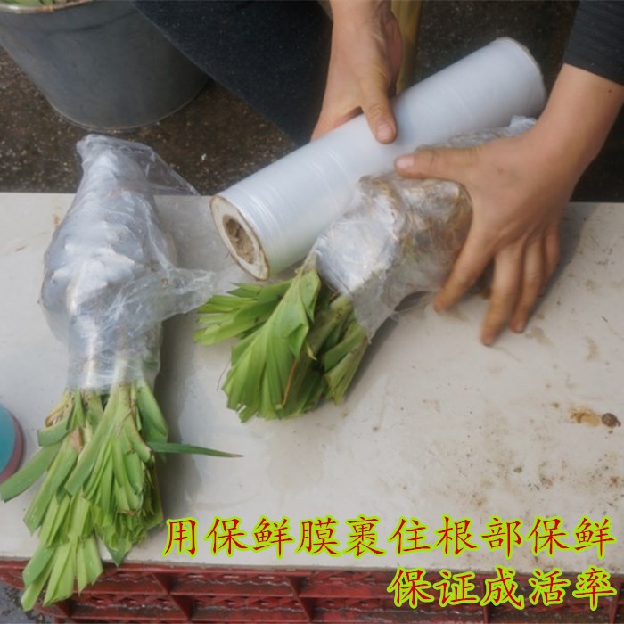 黄花菜种苗食用野生黄花菜苗根金针菜苗根阳台蔬菜种苗四季种植-图2