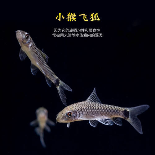 热带观赏除藻工具淡水鱼苗翻沙鼠清道夫黑线飞狐一眉道人小猴精灵 - 图2