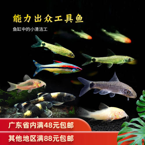 热带观赏除藻工具淡水鱼苗翻沙鼠清道夫黑线飞狐一眉道人小猴精灵 - 图0