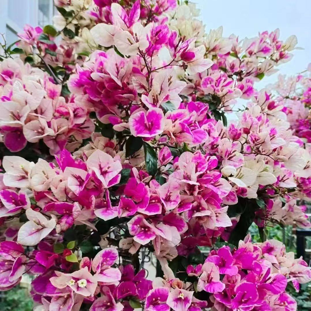 顺丰包邮【1漳红樱】三角梅百变花蝴蝶四季开花室内阳台好养花卉 - 图2