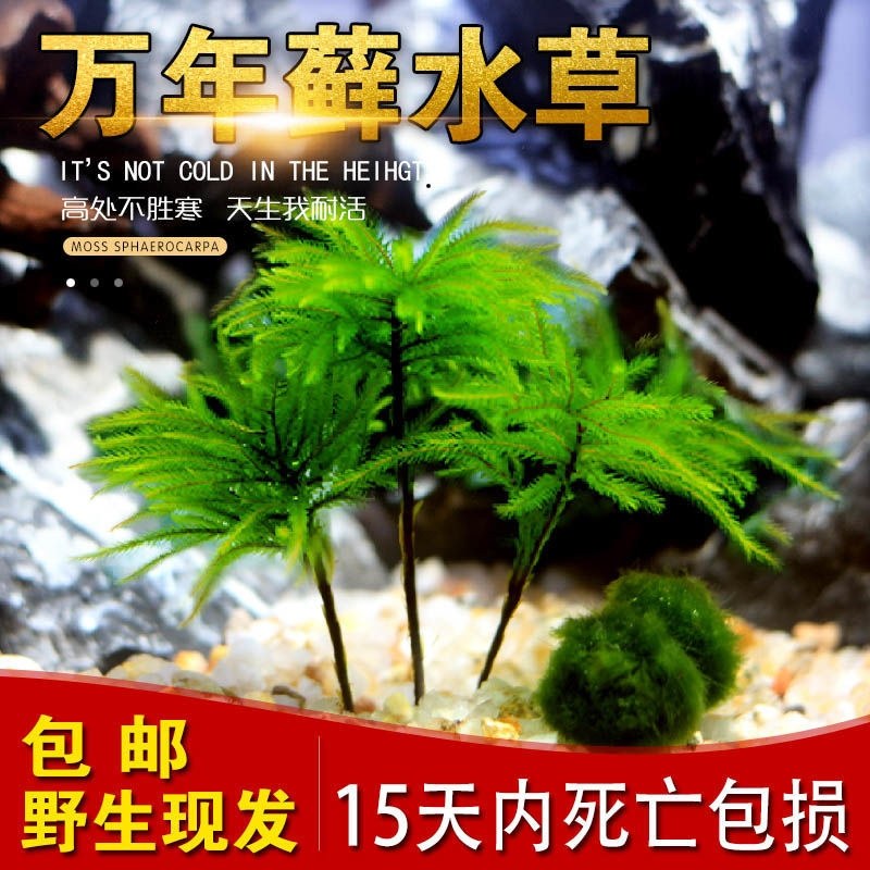 水草鱼缸鱼草万年藓水草活体耐活耐低温苔藓鱼缸水族