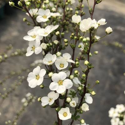 花之町园艺早春花灌木喷雪花花开如雪庭院花园小花树 虎窝淘