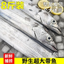 Extra-large Yellow Sea with fish fresh frozen whole strip of extra-large fishing with fish section seafood Lianyungang Knife Fish Aquatic