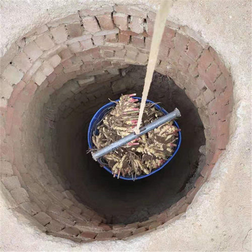新鲜生姜老姜大姜农家自种泥姜大黄姜窖存大姜大块姜土姜无硫黄姜 - 图0