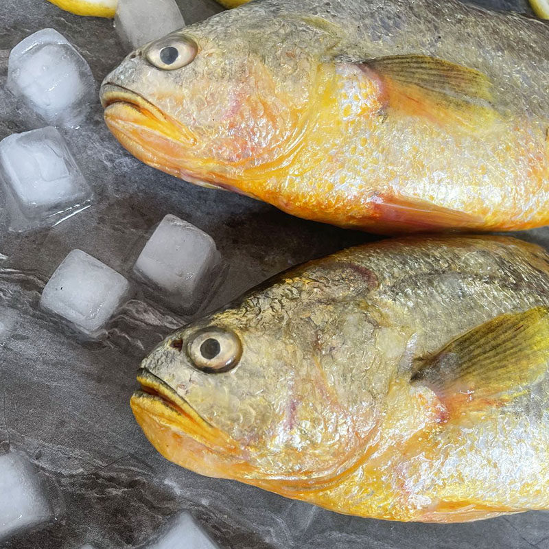 青岛海捕大黄花鱼新鲜 海鲜水产鲜活宝宝一条的价格 3斤包邮顺丰,淘宝优惠券,粉丝福利购,淘宝优惠卷