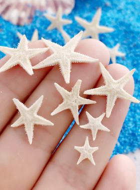 天然小海螺盒装小海星小贝壳迷你diy微景观材料装饰迷你贝壳海螺