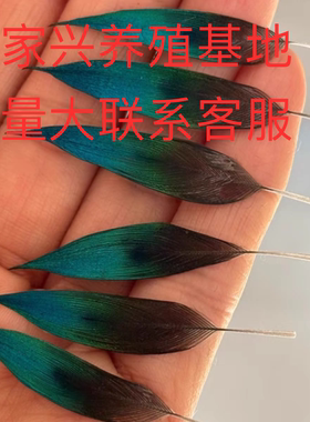 非遗点翠羽毛  孔雀毛  已上浆点翠材料手工制作耳环发簪胸针材料