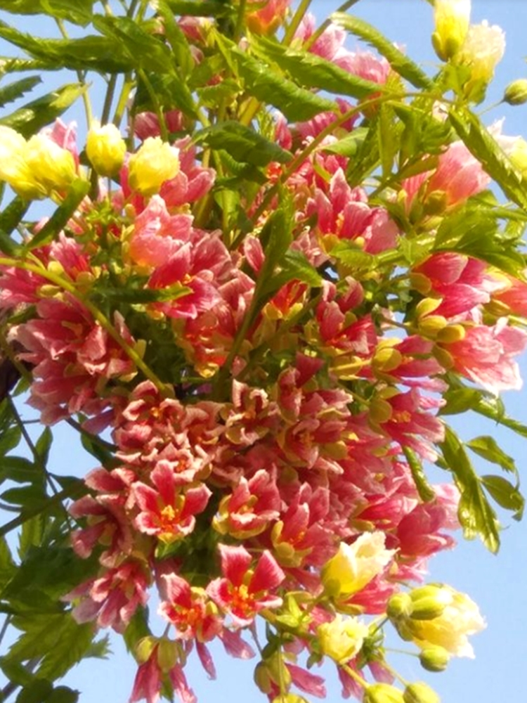 文冠花树苗浓香型花卉四季开花耐寒庭院别墅地栽风景树果阳台盆栽-图1