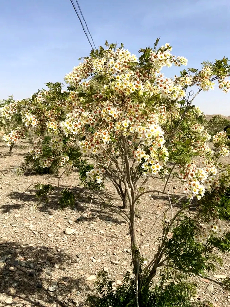 文冠花树苗浓香型花卉四季开花耐寒庭院别墅地栽风景树果阳台盆栽-图0