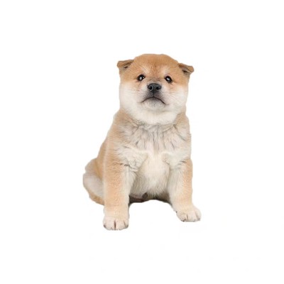 日本柴犬幼犬活体纯种秋田犬赛级黑色短毛犬幼崽中小型家养宠物狗 虎窝淘