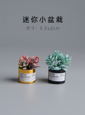 超级小的小盆栽很可爱的