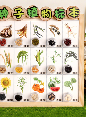 植物标本种子博物馆观察记录幼儿园中大班科学区域材料自制教玩具