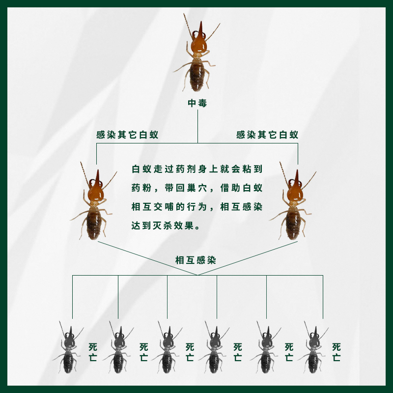 大功达蚂蚁药家用室内无毒灭白蚁防治专用药粉强力杀虫传染全窝端 - 图1