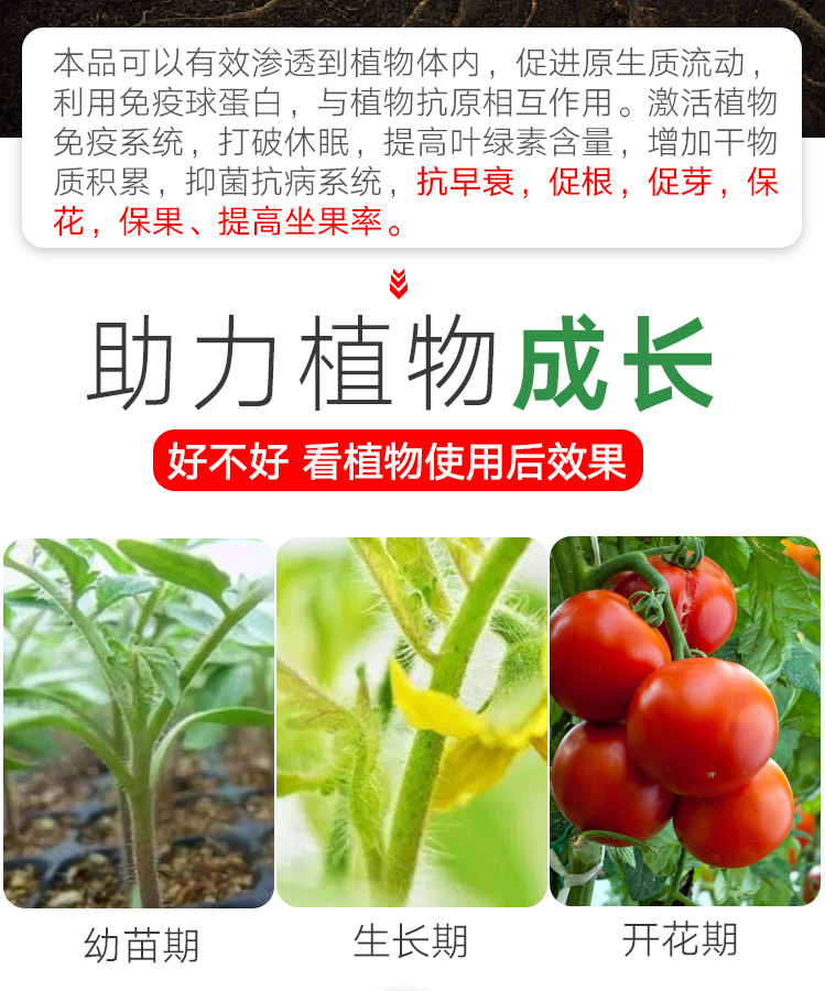 番茄专用肥西红柿专用肥圣女果营养液小番茄肥料盆栽蕃茄种子有机 - 图2