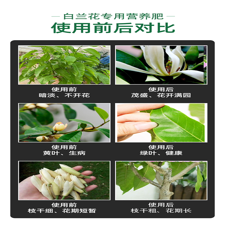 白兰花专用肥玉兰花肥料黄角兰营养液白玉兰花肥树苗开花盆栽控释 - 图1