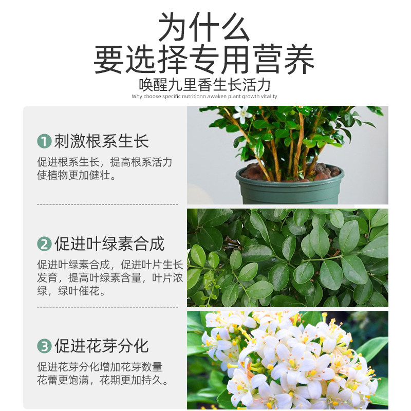 九里香肥料九里香专用肥九里香营养液盆栽花肥七里香化肥九里香树,淘宝优惠券,粉丝福利购,淘宝优惠卷