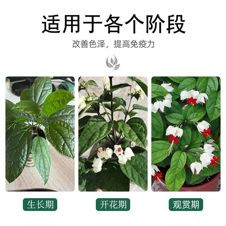 龙吐珠肥料专用肥绿叶营养液盆景盆栽室内室外花草有机肥家庭四季,淘宝优惠券,粉丝福利购,淘宝优惠卷