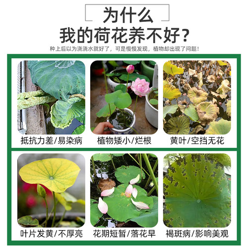 荷花专用肥碗莲营养液睡莲荷花肥料莲花水培水溶莲藕土缸盆栽荷塘 - 图0