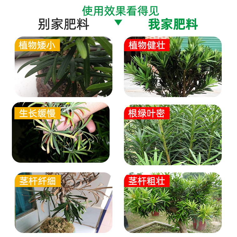 罗汉松专用肥营养液松树土壤盆景复合肥绿植地栽有机肥沙质腐殖酸-图1