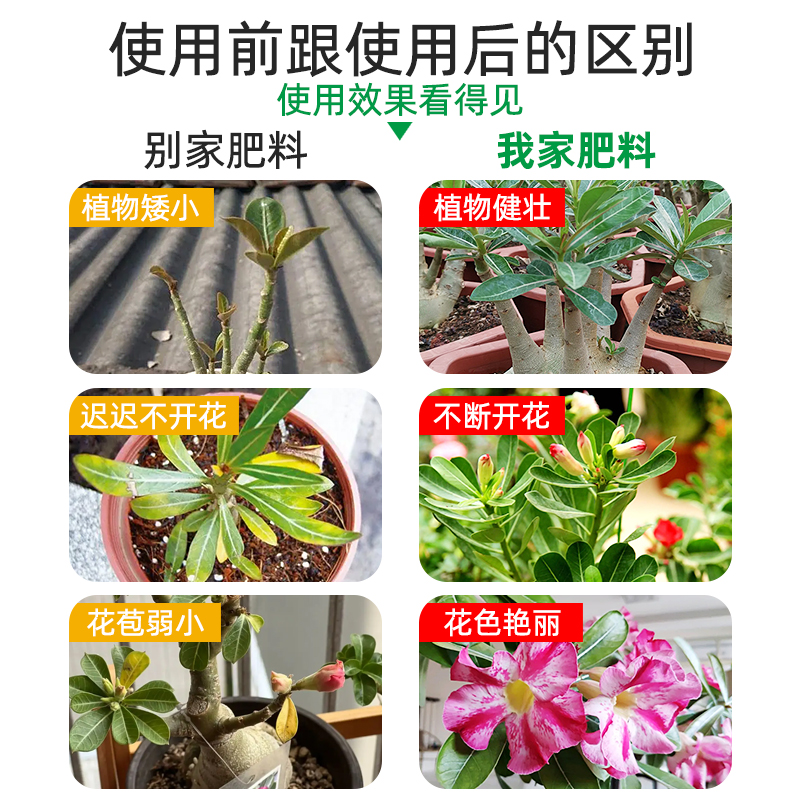 沙漠玫瑰专用肥营养液沙漠玫瑰花肥开花土玖瑰怎么肥料盆栽养护催 - 图2