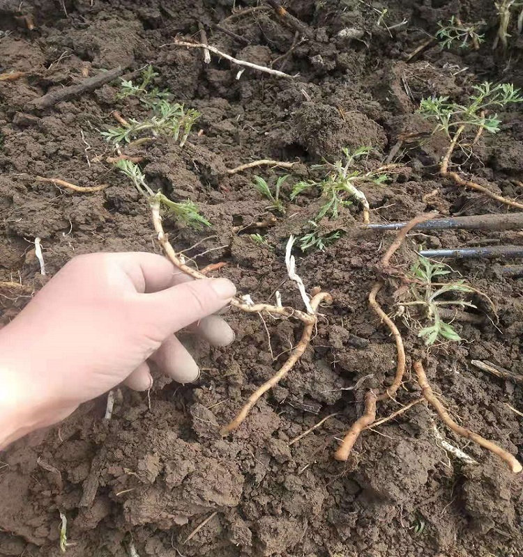 黎蒿菜苗藜蒿苗芦蒿苗柳蒿苗多年生应季蔬菜苗根苗-图2