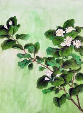 纯手绘工笔绿茉莉斗方国画茉莉