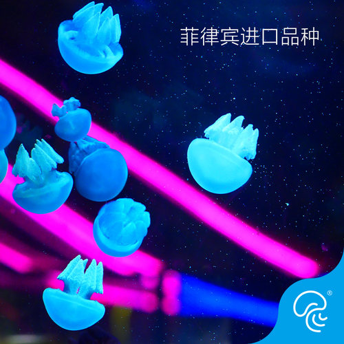 彩色炮弹水母活体果冻蓝环观赏珍珠水母宠物海水观赏鱼萌宠蓝白色 - 图1
