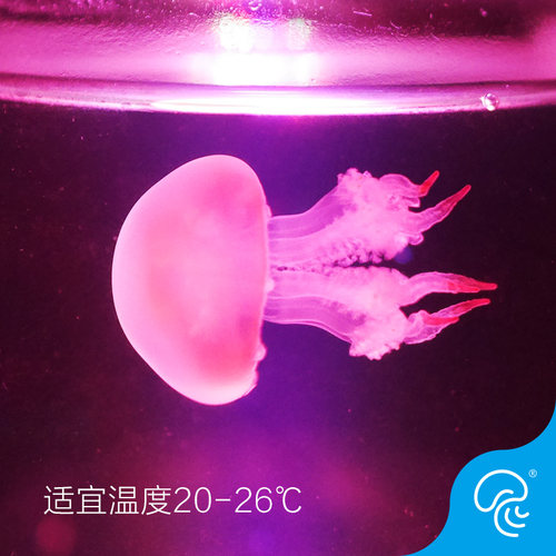 赤月水母活体宠物观赏瓶火箭小水母海蜇苗水母海水观赏鱼 - 图2