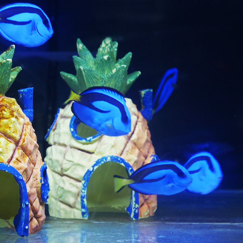 蓝吊海水鱼活体观赏鱼食藻吊类养定开口多莉海缸珊瑚缸水族宠物 - 图1