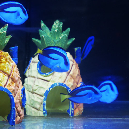 蓝吊海水鱼活体观赏鱼食藻吊类养定开口多莉海缸珊瑚缸水族宠物 - 图1