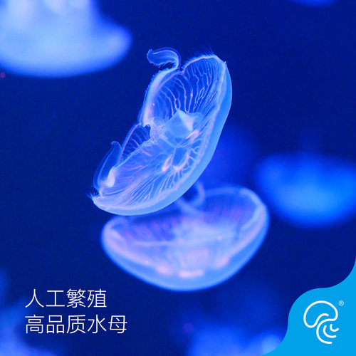 海月水母活体观赏宠物活水母梦幻神奇彩色透明减压情调海水宠物 - 图0