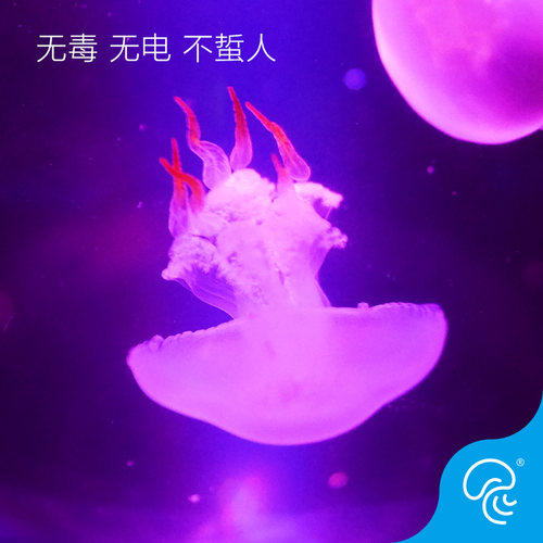 赤月水母活体宠物观赏瓶火箭小水母海蜇苗水母海水观赏鱼 - 图0