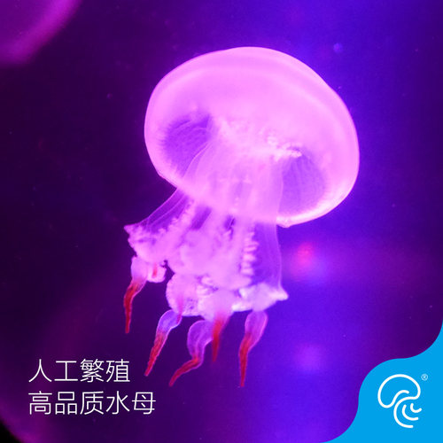 赤月水母活体宠物观赏瓶火箭小水母海蜇苗水母海水观赏鱼 - 图1