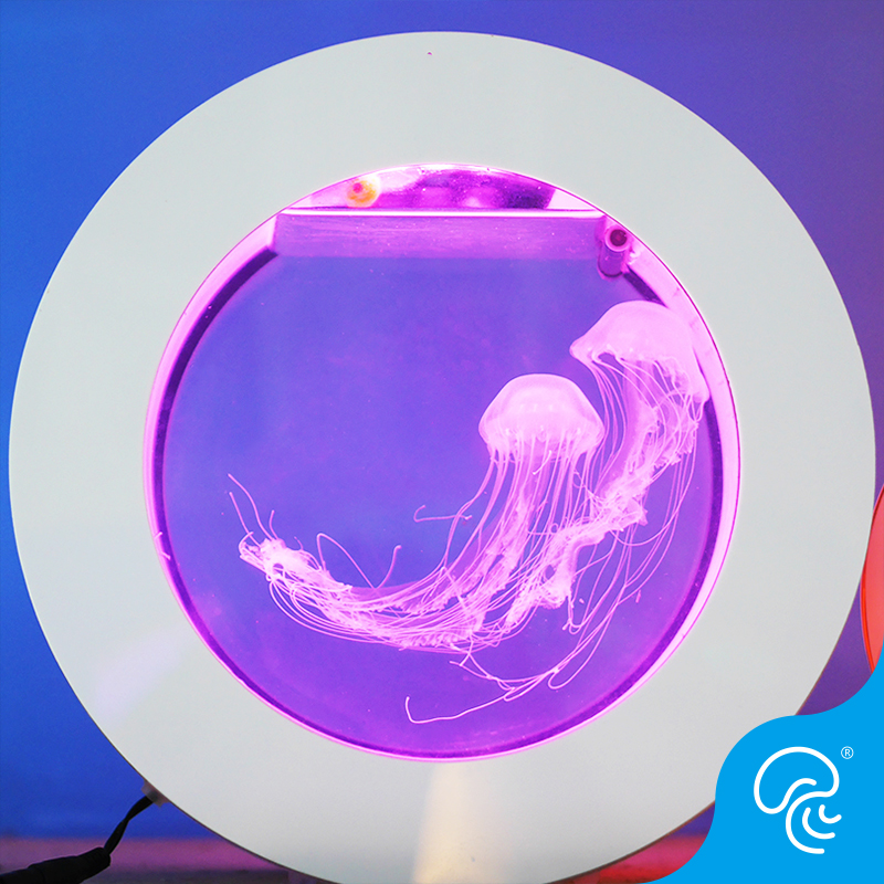 专业水母缸鱼缸水族箱活体家庭观海月赤月彩色樱桃水母缸鱼缸O型 - 图2