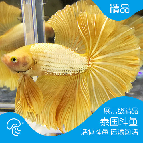 泰国半月斗鱼活体月光斗鱼视频选鱼精品展示级大耳观赏进口热带鱼 - 图1