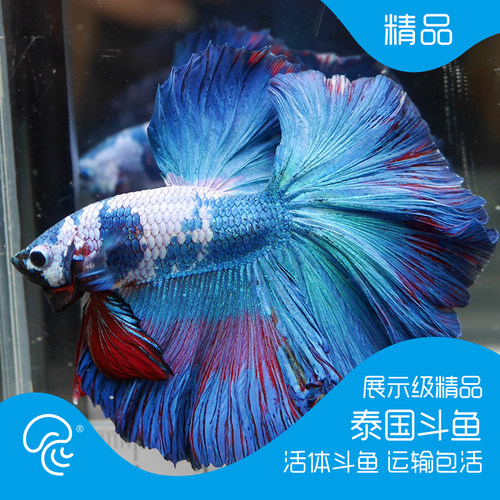 泰国半月斗鱼活体月光斗鱼视频选鱼精品展示级大耳观赏进口热带鱼 - 图2