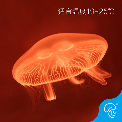 海月水母活体观赏宠物活水母梦幻神奇彩色透明减压情调海水宠物 - 图2
