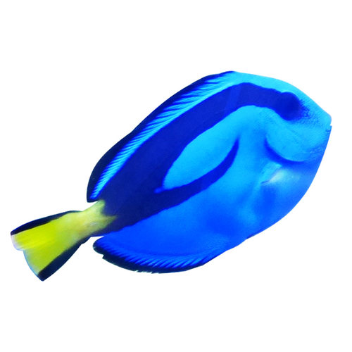 蓝吊海水鱼活体观赏鱼食藻吊类养定开口多莉海缸珊瑚缸水族宠物 - 图3