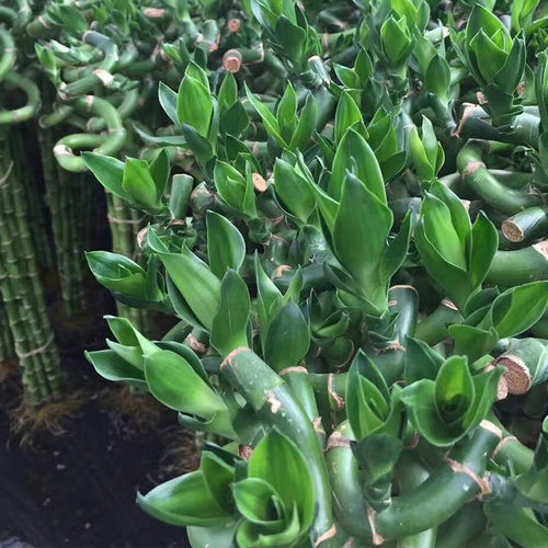 转运竹水培植物弯竹开运富贵竹子盆栽带根水竹水养绿植室内 - 图2