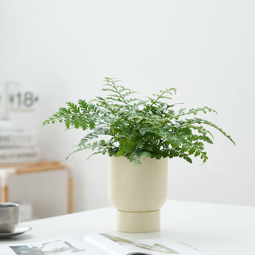 吉姆蕨绿植盆栽蕨类植物网红办公室内客厅四季常绿花卉净化空气 - 图0