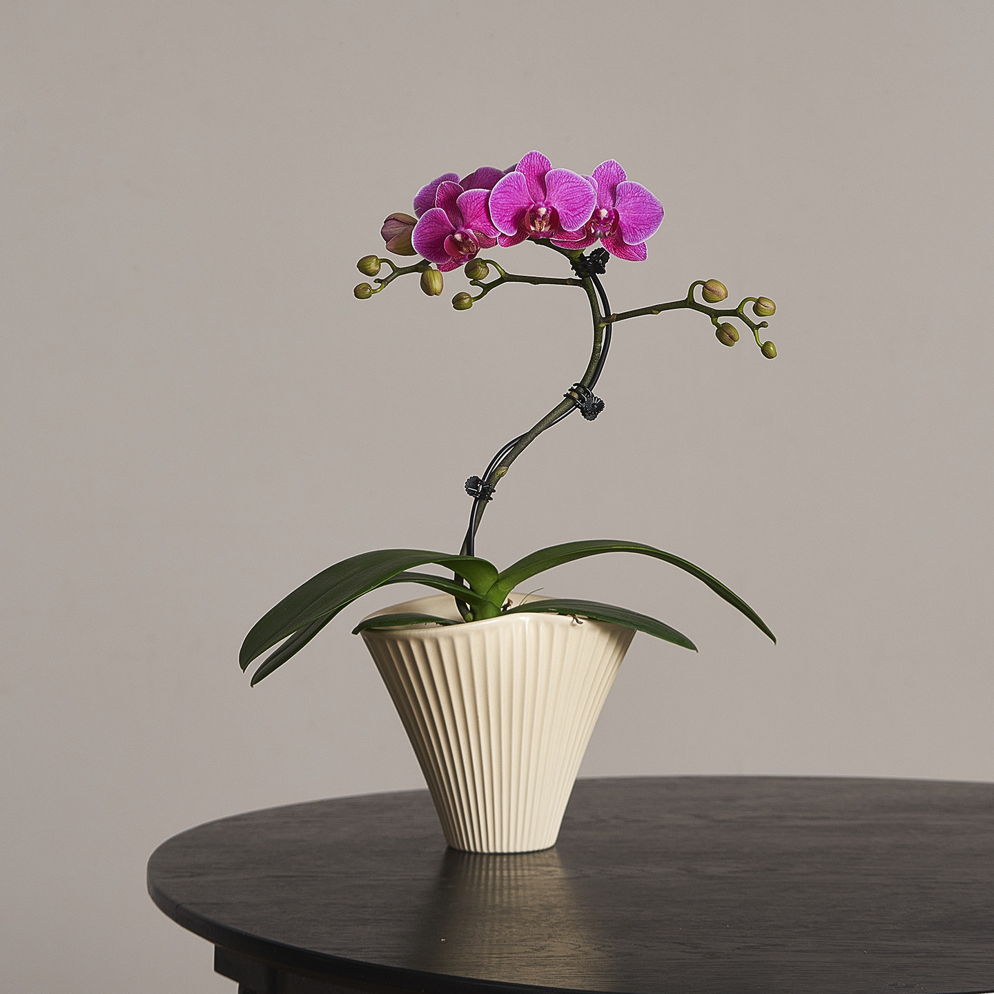 海洋之星蝴蝶兰带花苞四季好养活盆栽客厅室内桌面年宵花卉绿植,淘宝优惠券,粉丝福利购,淘宝优惠卷