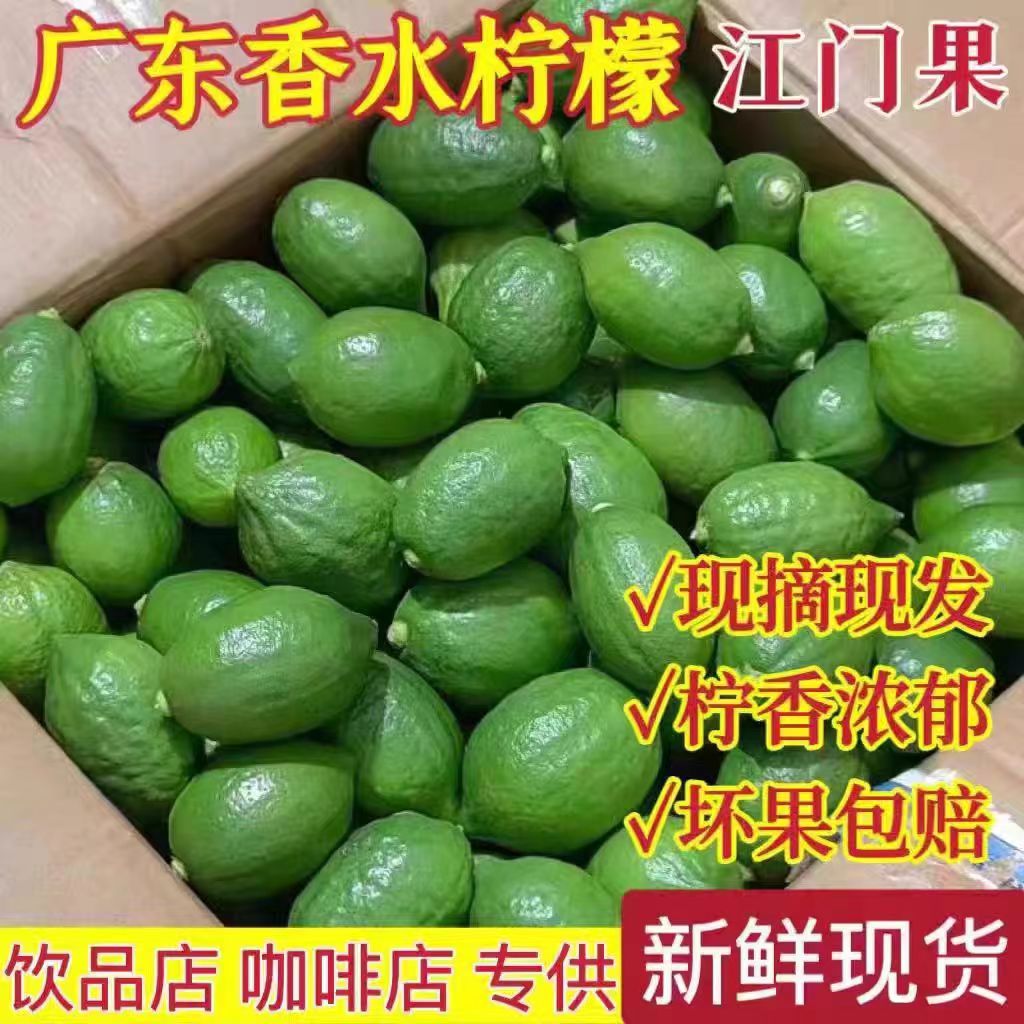 广东香水柠檬精选一级果咖啡奶茶店专用新鲜现摘现发无籽香水柠檬 - 图1