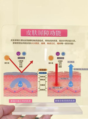 高颜值diy皮肤管理美容院摆件皮肤屏障功能肌肤表皮结构代谢周期