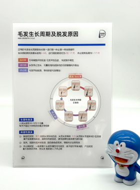 头皮知识亚克力高颜值毛发生长周期与脱发原因等级亚克力立牌