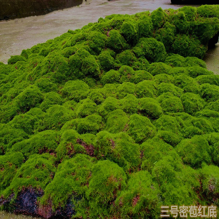 仿真绿植物墙青苔藓草皮草坪 多肉微景观diy场景橱窗软装展示摆设 - 图2