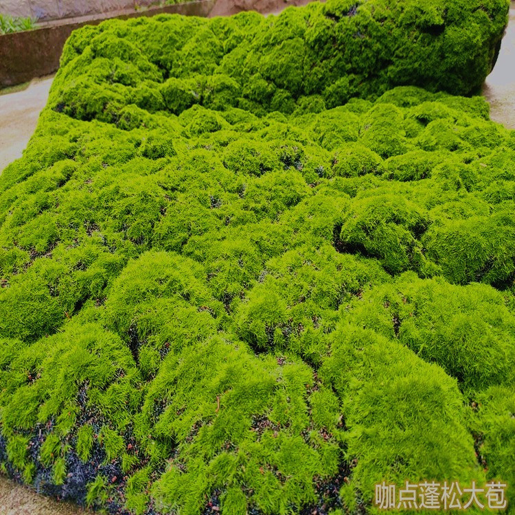 仿真绿植物墙青苔藓草皮草坪 多肉微景观diy场景橱窗软装展示摆设 - 图3