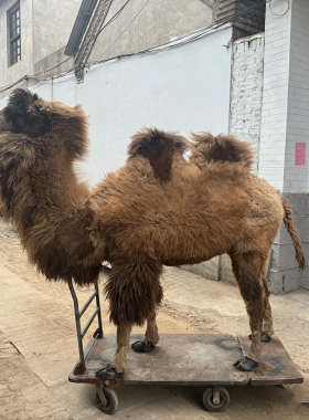 大型骆驼标本1比1骆驼摆件展厅场景布置假骆驼工艺品驼奶店装饰品